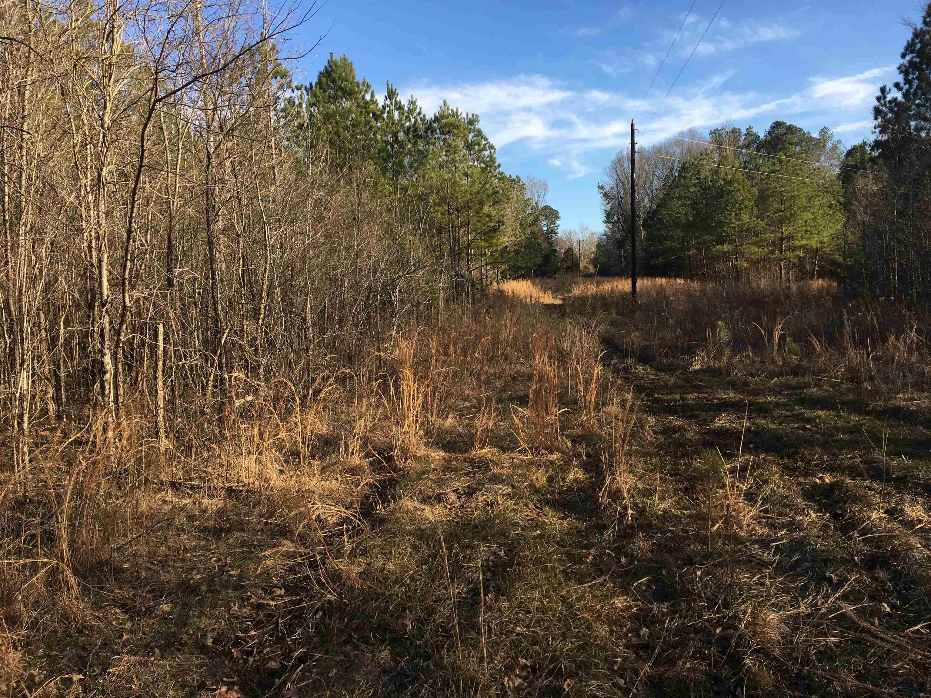 0 Bruce Road Whiteville, TN 38075 - Photo 3 of 18 a view of outdoor space and a yard