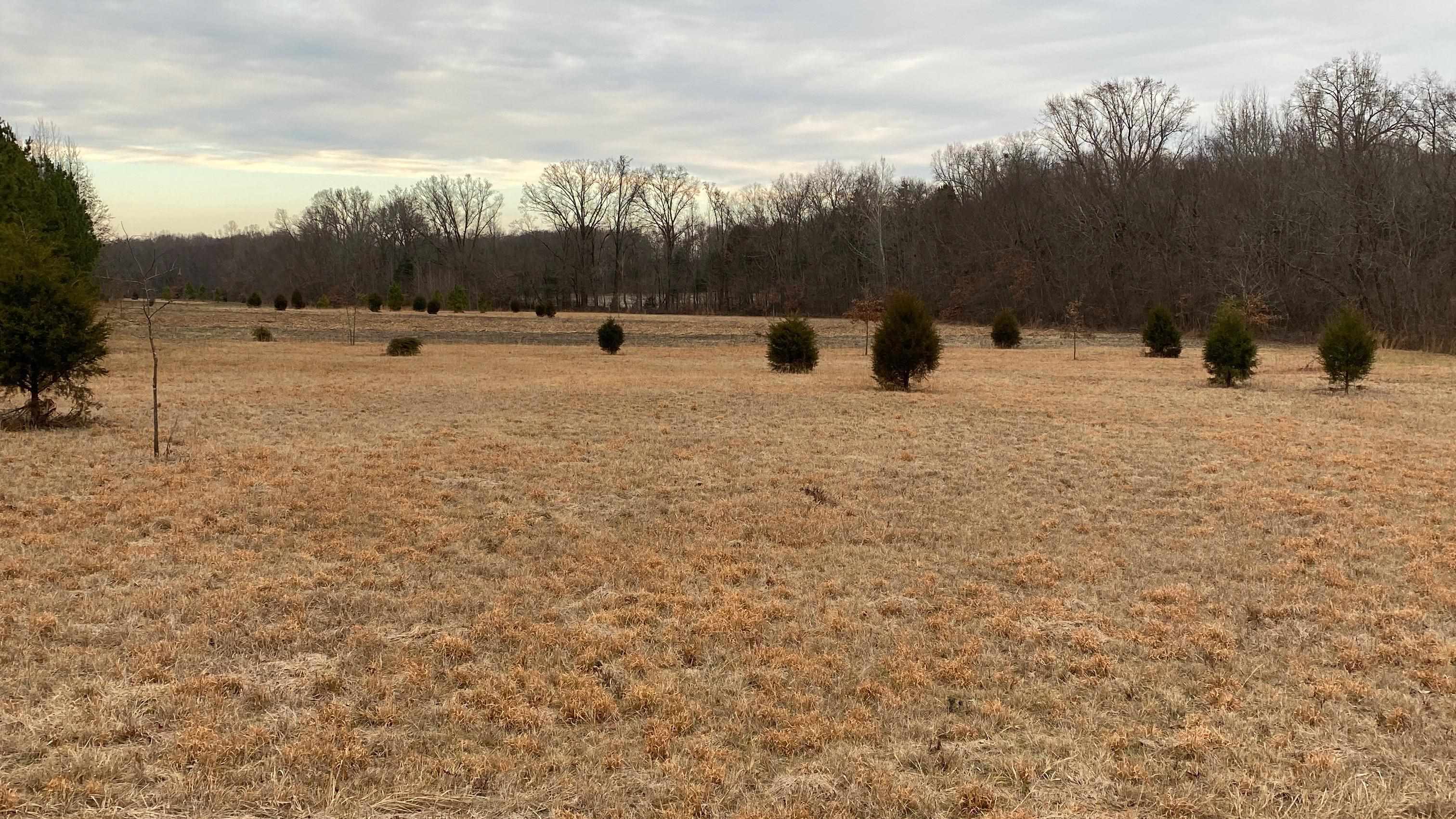 0 Bruce Road Whiteville, TN 38075 - Photo 4 of 18 a view of outdoor space with green space