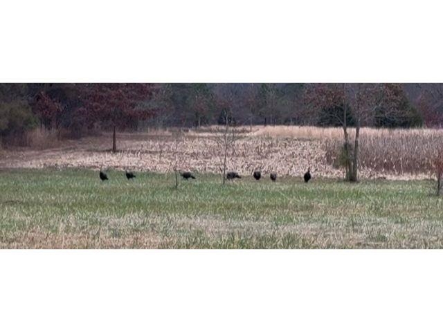 0 Bruce Road Whiteville, TN 38075 - Photo 5 of 18 a black and white photo of a field