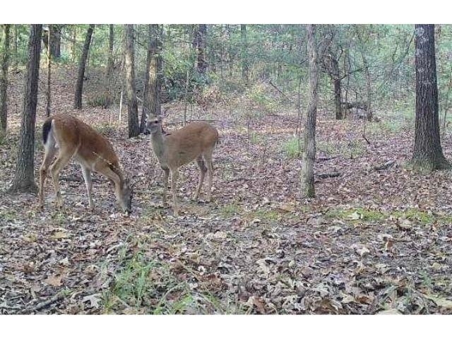 0 Bruce Road Whiteville, TN 38075 - Photo 10 of 18 a view of a forest filled with trees and flowers