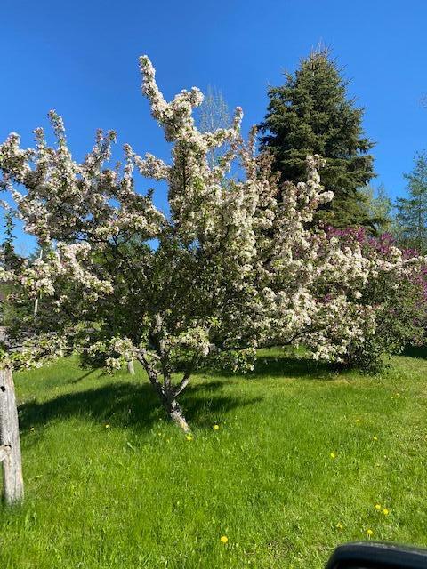 42 Spruce Street Calais, ME 04619 - Photo 26 of 34 IMG_3685