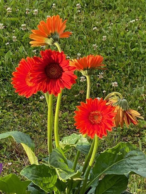 42 Spruce Street Calais, ME 04619 - Photo 30 of 34 IMG_3797