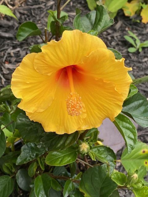 42 Spruce Street Calais, ME 04619 - Photo 32 of 34 IMG_3807