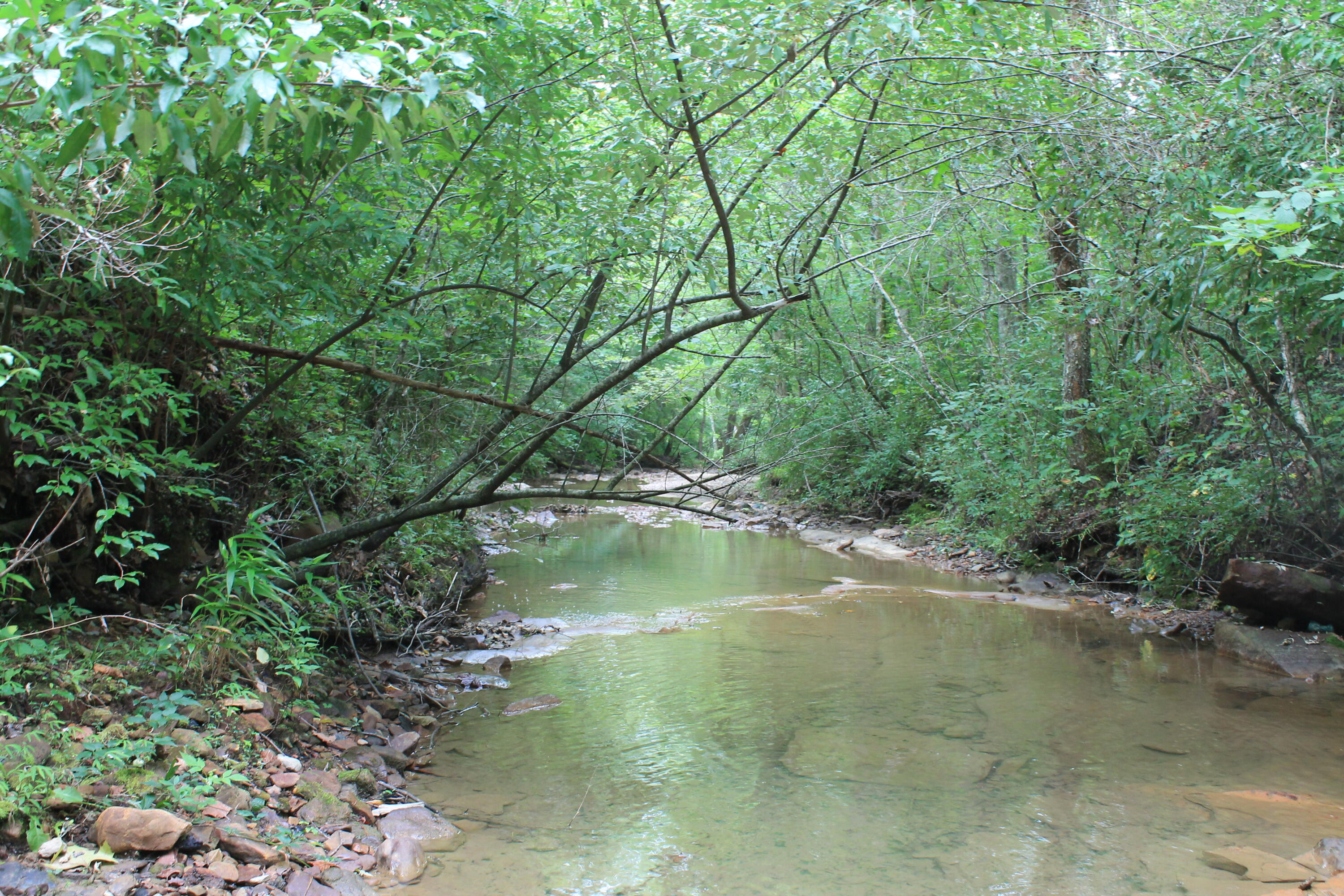 3 Straight Fork Road, Unit TRACT 3 Huntsville, TN 37756 - Photo 3 of 9 Creek 3 (1)