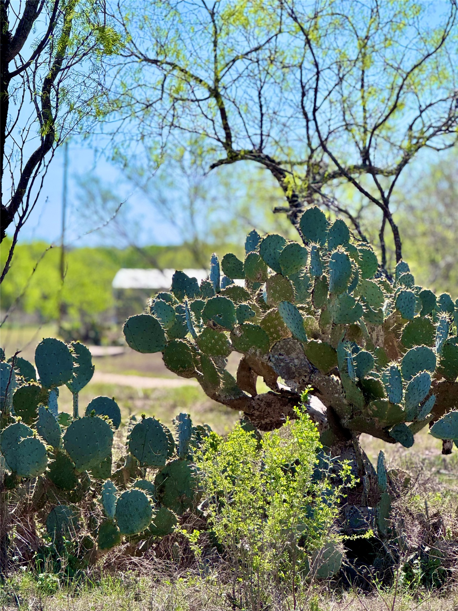 3775 Baker Road Kingsbury, TX 78638 - Photo 5 of 14 Natural landscape featuring mature cacti, varied brush, and distant structures under a clear sky