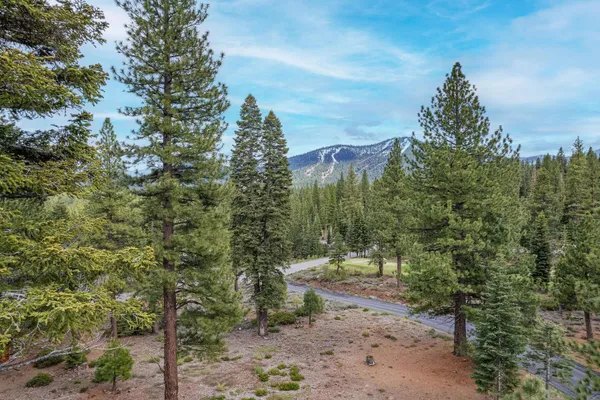 a view of a forest with trees in the background