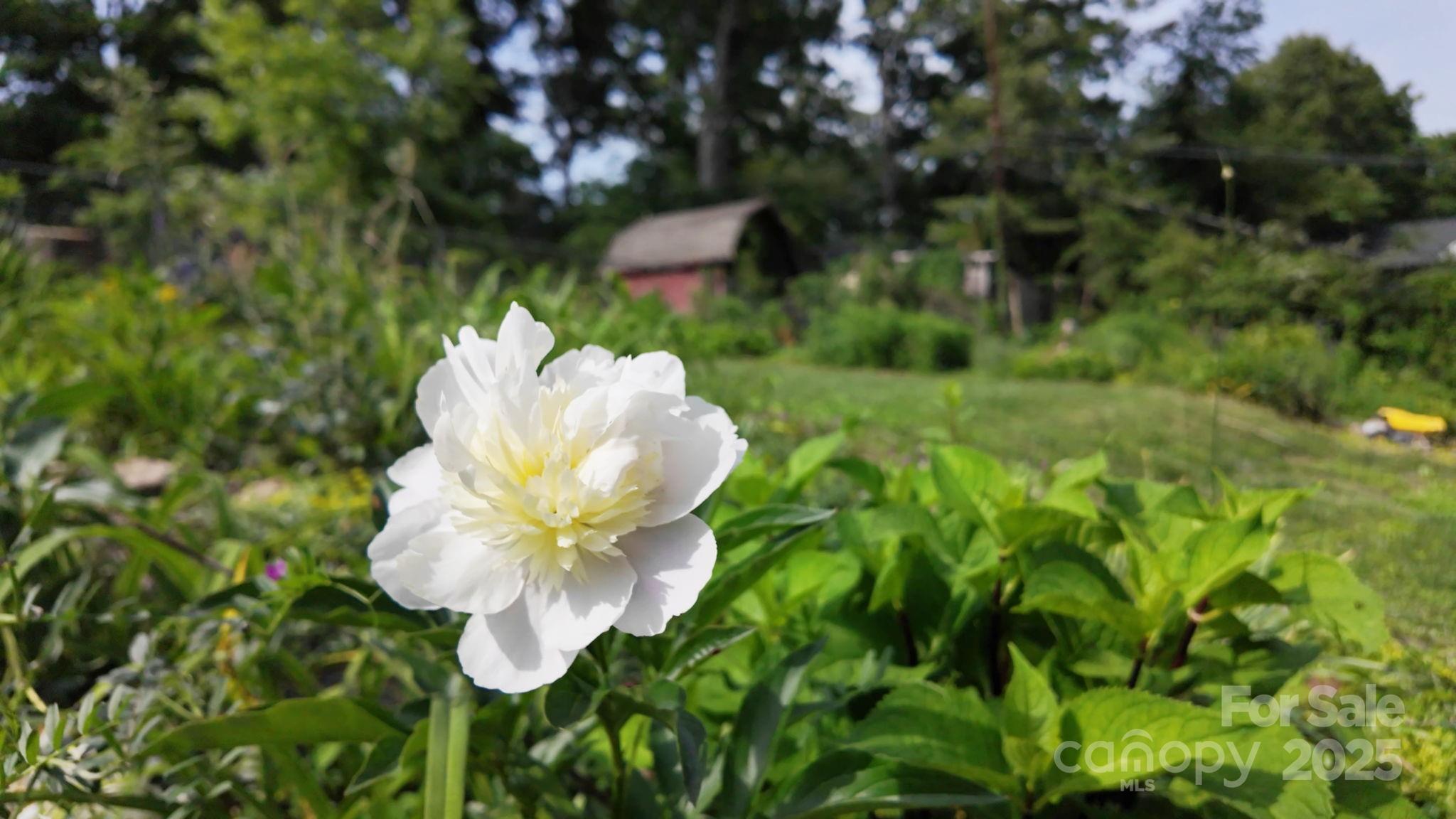 12 Canterbury Road Asheville, NC 28805 - Photo 33 of 44 a close up of a white flower in a garden