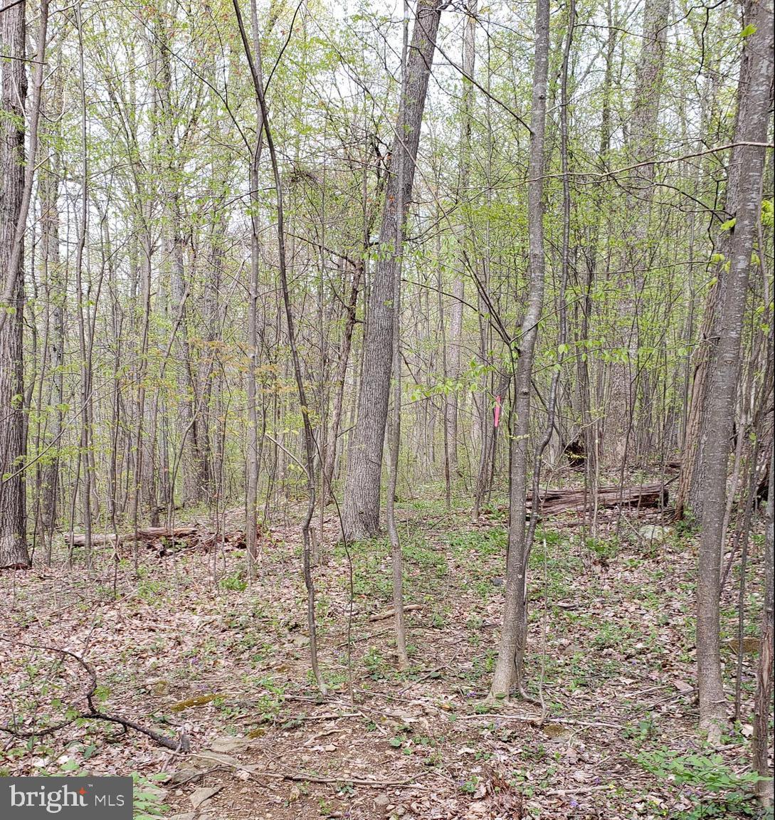 Private wooded lot just waiting for your home