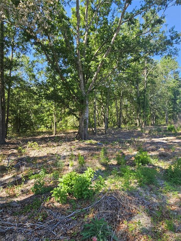 0 Southwest Mixson Road Lake City, FL 32024 - Photo 3 of 34 a view of a yard with plants and trees