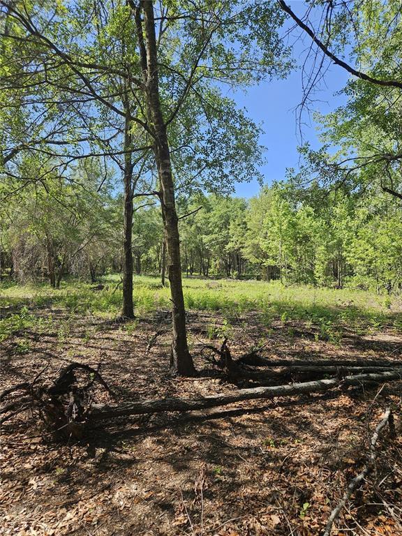 0 Southwest Mixson Road Lake City, FL 32024 - Photo 33 of 34 a view of a yard with a tree