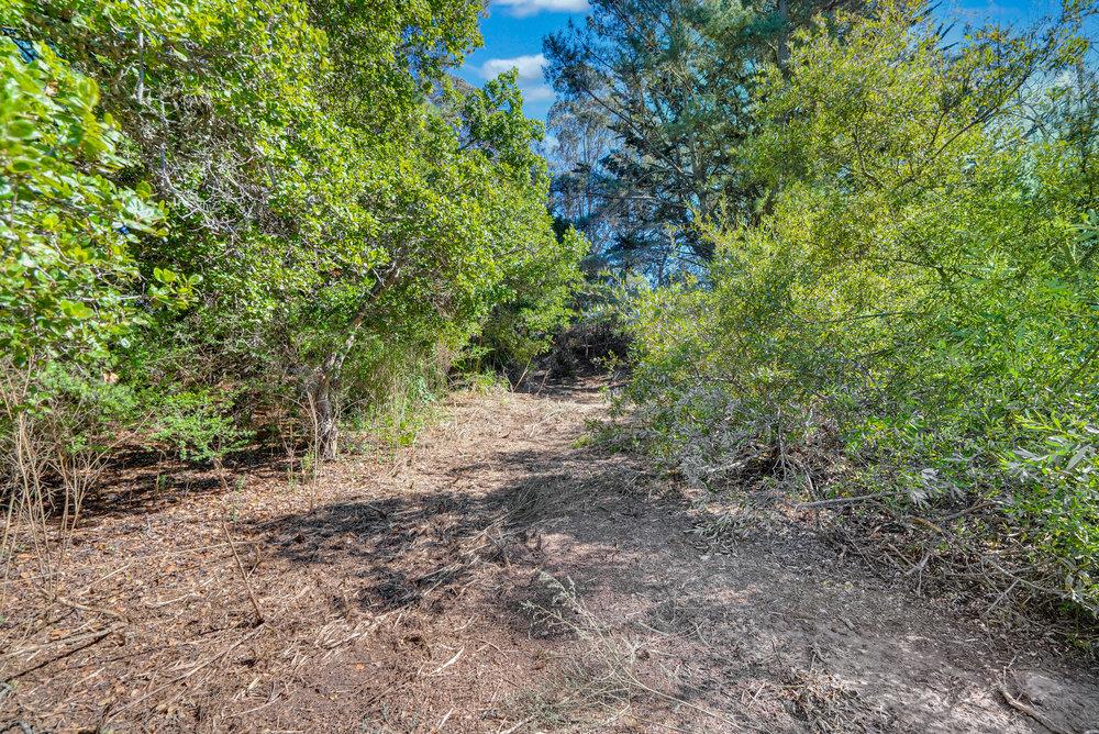0 Hawk Haven Road Watsonville, CA 95076 - Photo 14 of 34 a view of a forest with trees in the background
