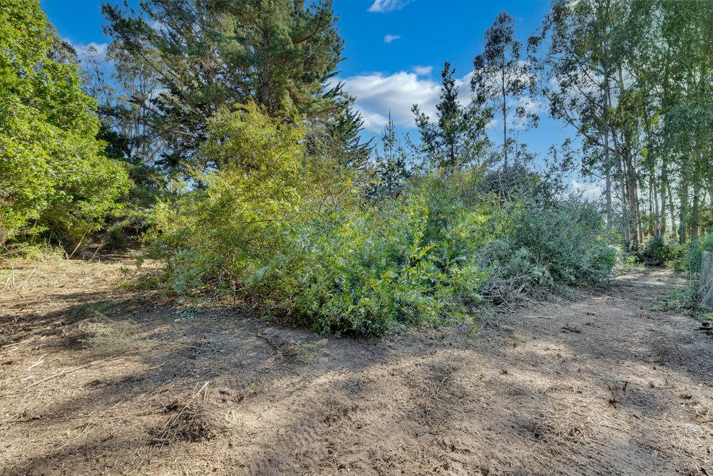 0 Hawk Haven Road Watsonville, CA 95076 - Photo 16 of 34 a view of a forest with trees in the background