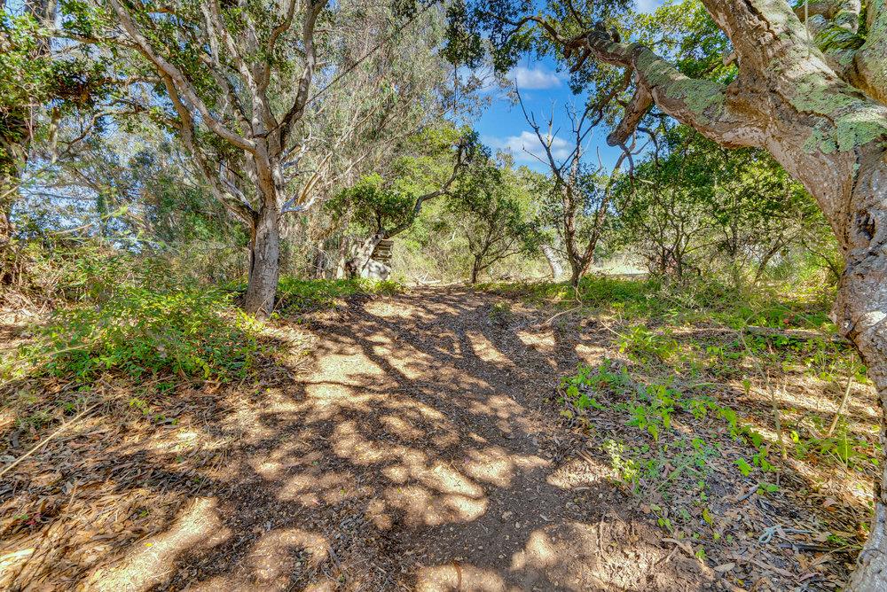 0 Hawk Haven Road Watsonville, CA 95076 - Photo 17 of 34 a backyard of a house with lots of plants and large trees