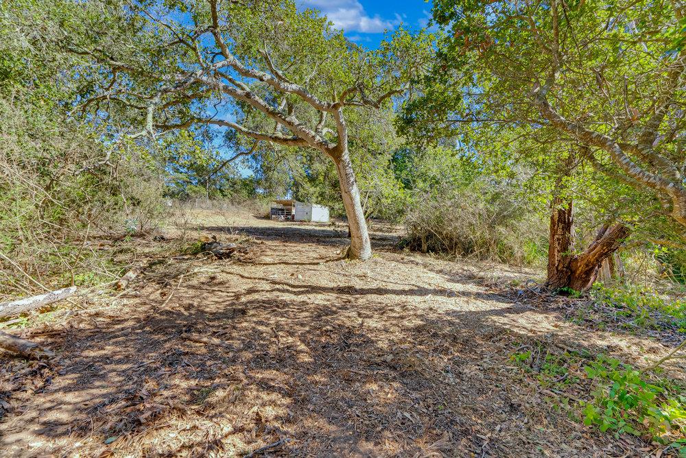 0 Hawk Haven Road Watsonville, CA 95076 - Photo 19 of 34 a view of a yard with plants and trees