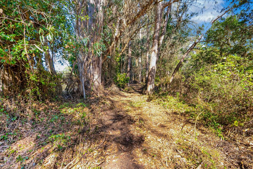 0 Hawk Haven Road Watsonville, CA 95076 - Photo 20 of 34 a view of a yard with plants and trees