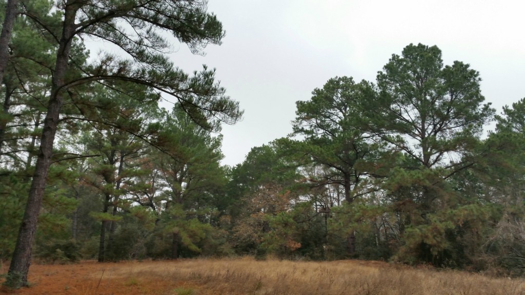 272 Old Firetower Road Bastrop, TX 78602 - Photo 1 of 1 Gallery Image 1