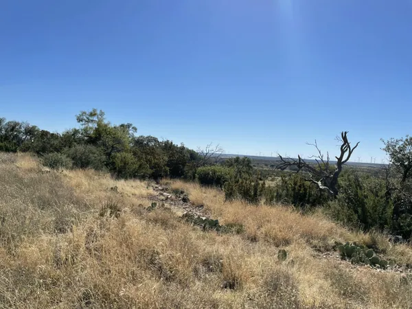 a view of a dry yard with trees