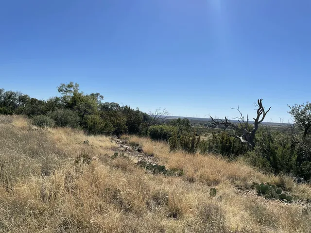 a view of a dry yard with trees