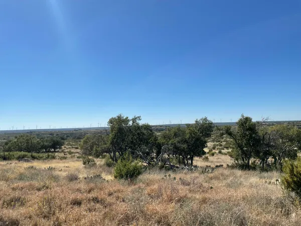 a view of a dry yard with trees