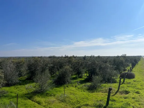 a view of a garden with a tree