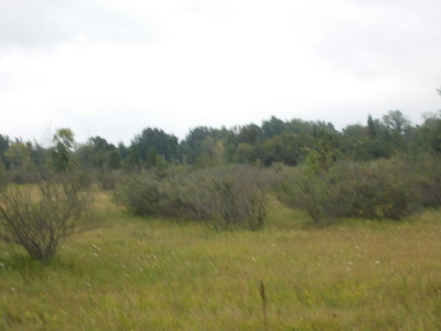 40-acres Gilbert Road Arcadia, MI 49613 - Photo 6 of 15 DSCN0174