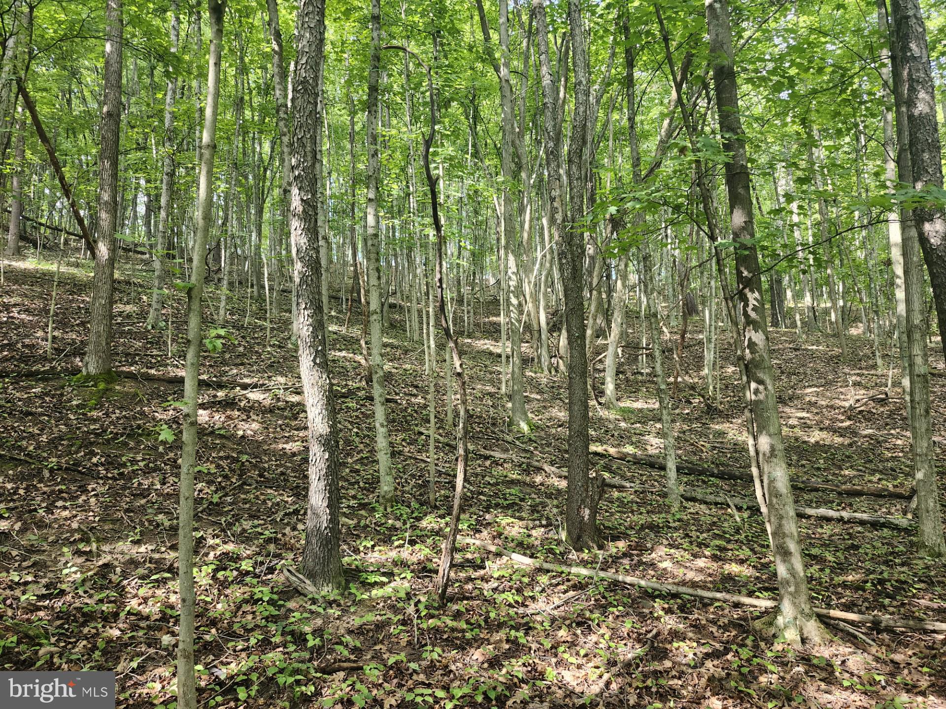 497 Dry Run Road Burlington, WV 26710 - Photo 53 of 80 Gallery Image 53