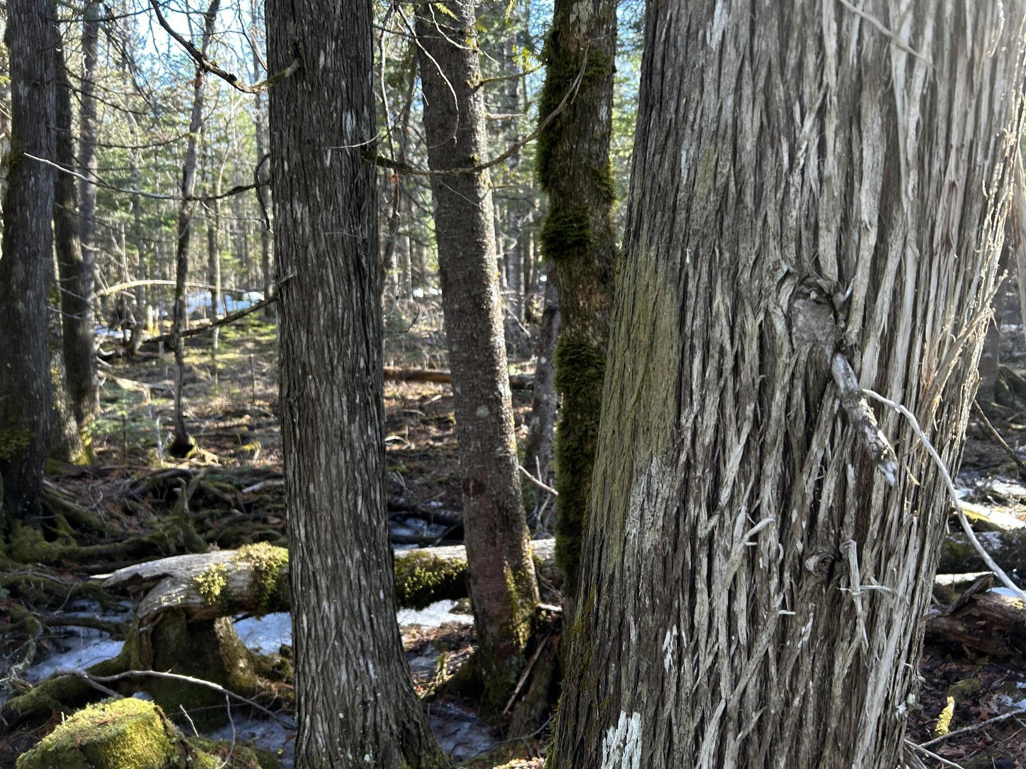 Map5-lot1 Silvers Mills Road Sangerville, ME 04479 - Photo 11 of 33