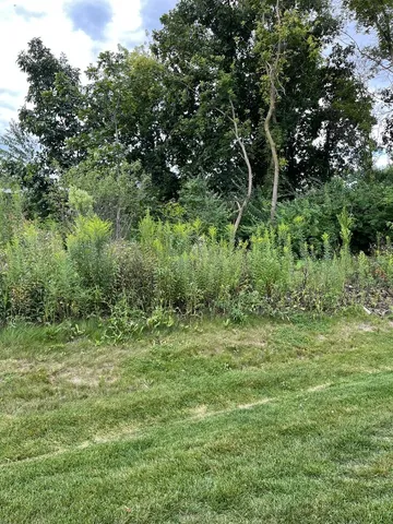 a green field with lots of trees