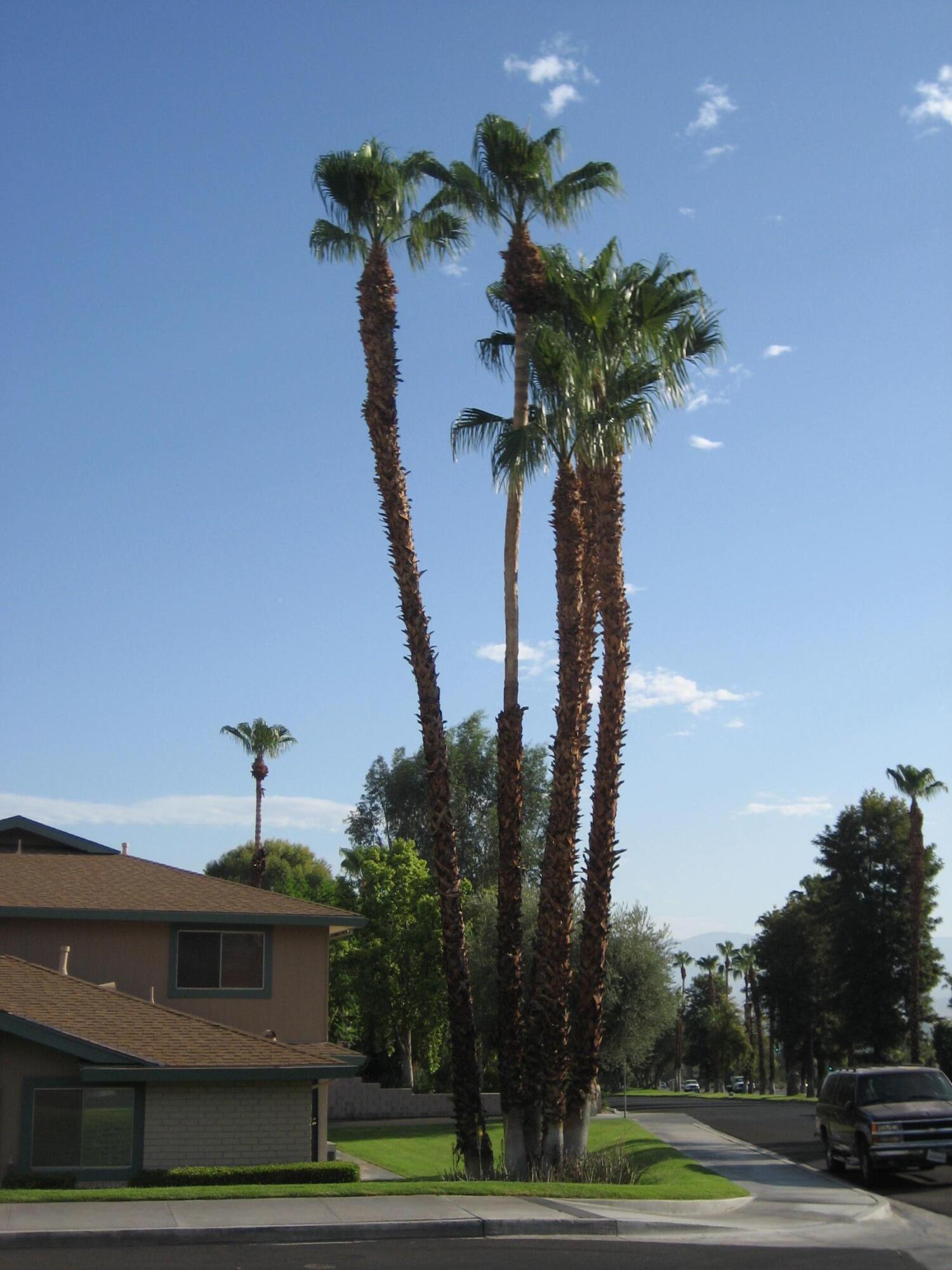 72699 Eagle Road, Unit 3 Palm Desert, CA 92260 - Photo 21 of 26 A01 Palm Trees ICV