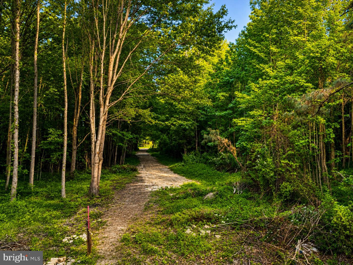 Sandy Bottom Road Chestertown, MD 21620 - Photo 6 of 6 a big yard with lots of green space and plants