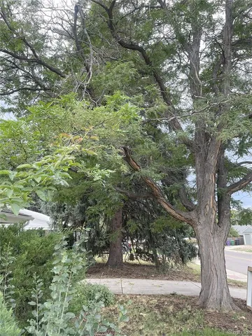 a view of a trees in a yard
