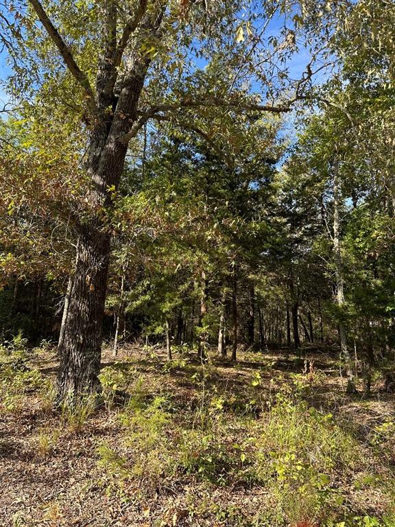 234 Private Road Powderly, TX 75473 - Photo 1 of 8 View of landscape