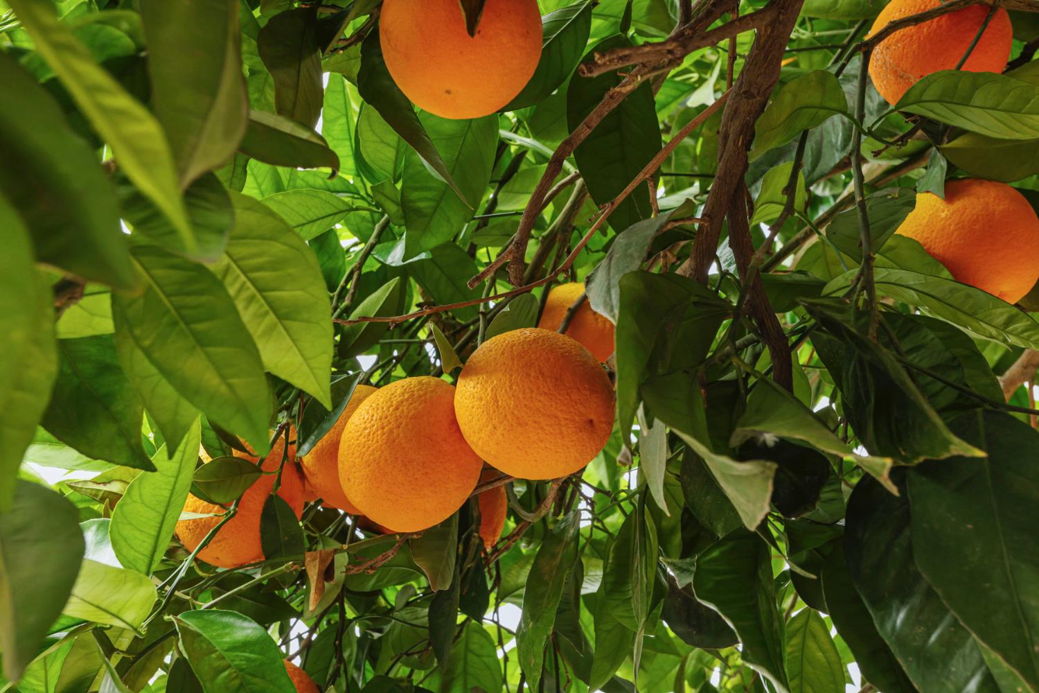 1834 Maria Court Modesto, CA 95354 - Photo 54 of 55 Mature fruit trees