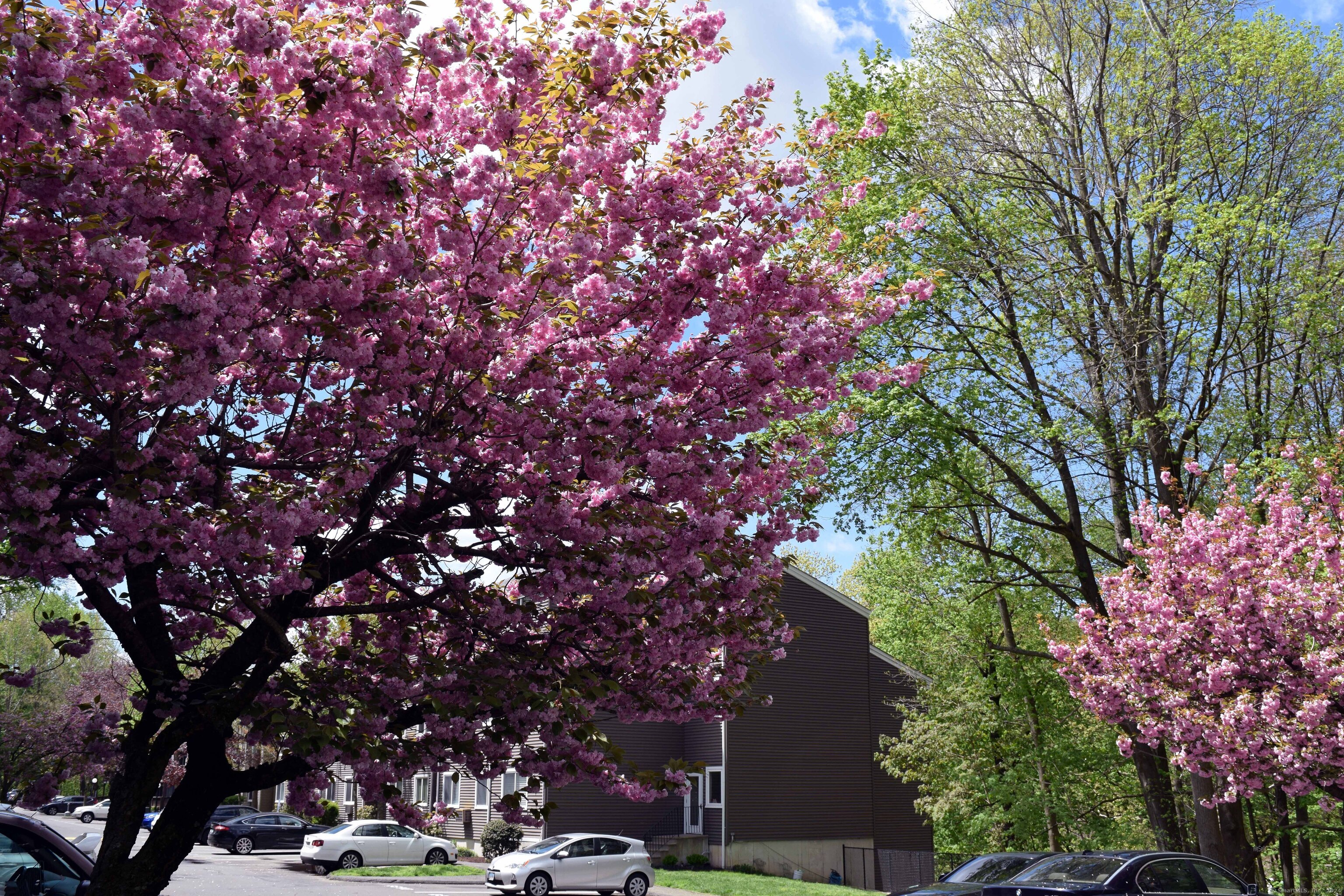 Nothing like beautiful cherry trees.