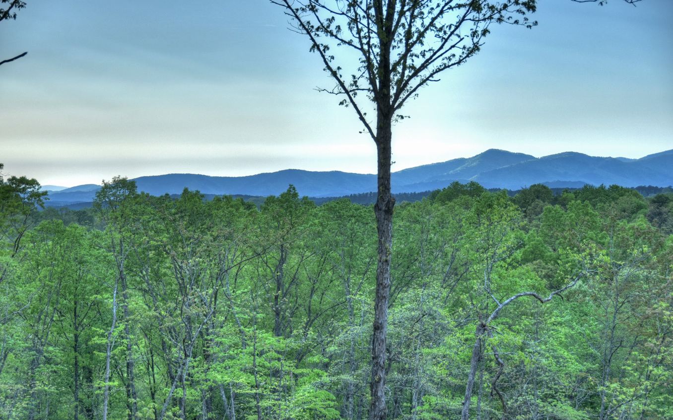 923 Big Timber Road Mineral Bluff, GA 30559 - Photo 3 of 58 Additional View