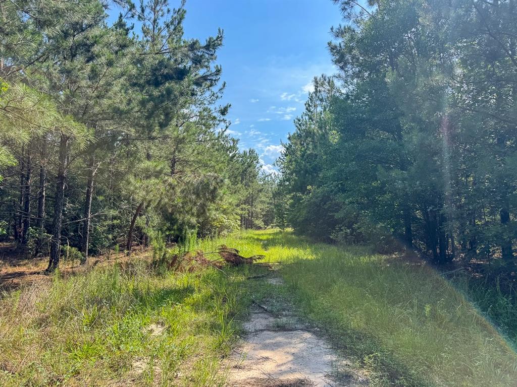 0 Ferguson Road Coushatta, LA 71019 - Photo 6 of 13
