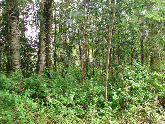683 Hilo Road Pahoa, HI 96778 - Photo 1 of 3 Gallery Image 1