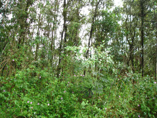 683 Hilo Road Pahoa, HI 96778 - Photo 2 of 3 Gallery Image 2