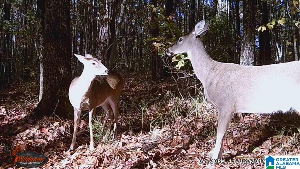 615 Fox Trot Road Talladega, AL 35160 - Photo 27 of 31