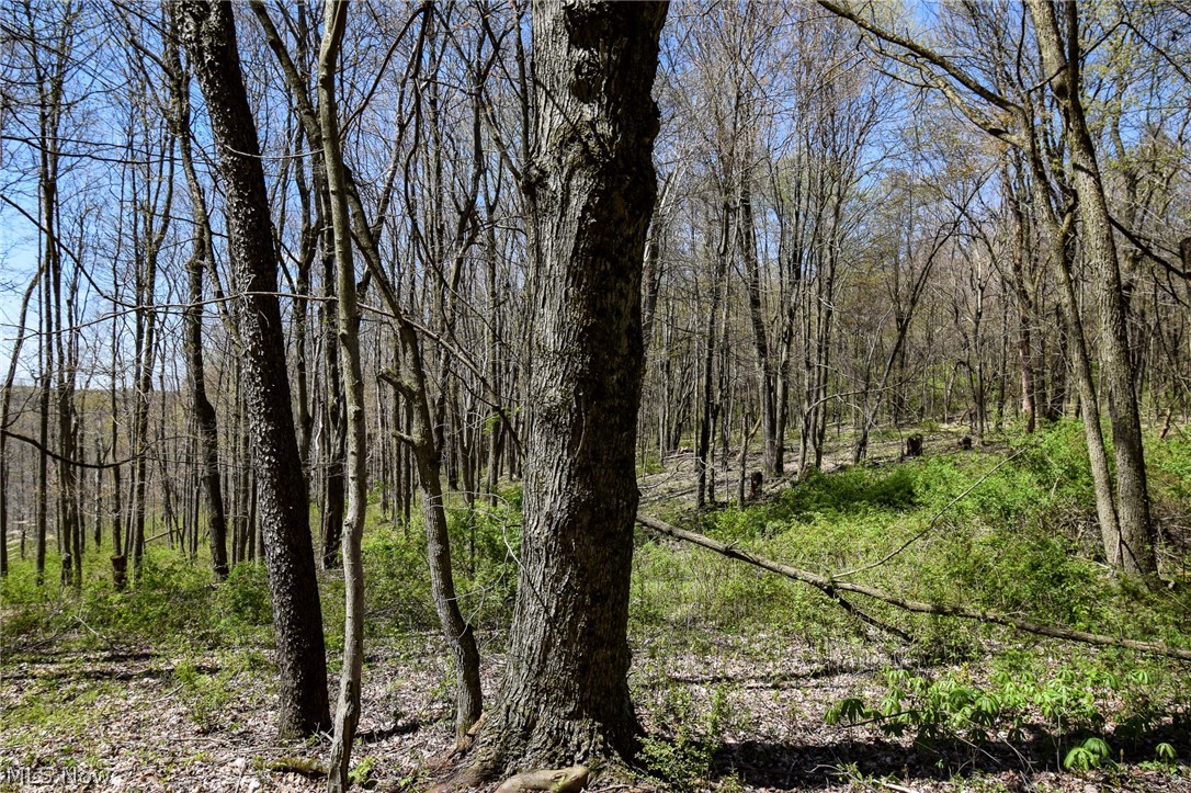 6692 Butler-North Liberty Road Butler, OH 44822 - Photo 23 of 23 View of nature