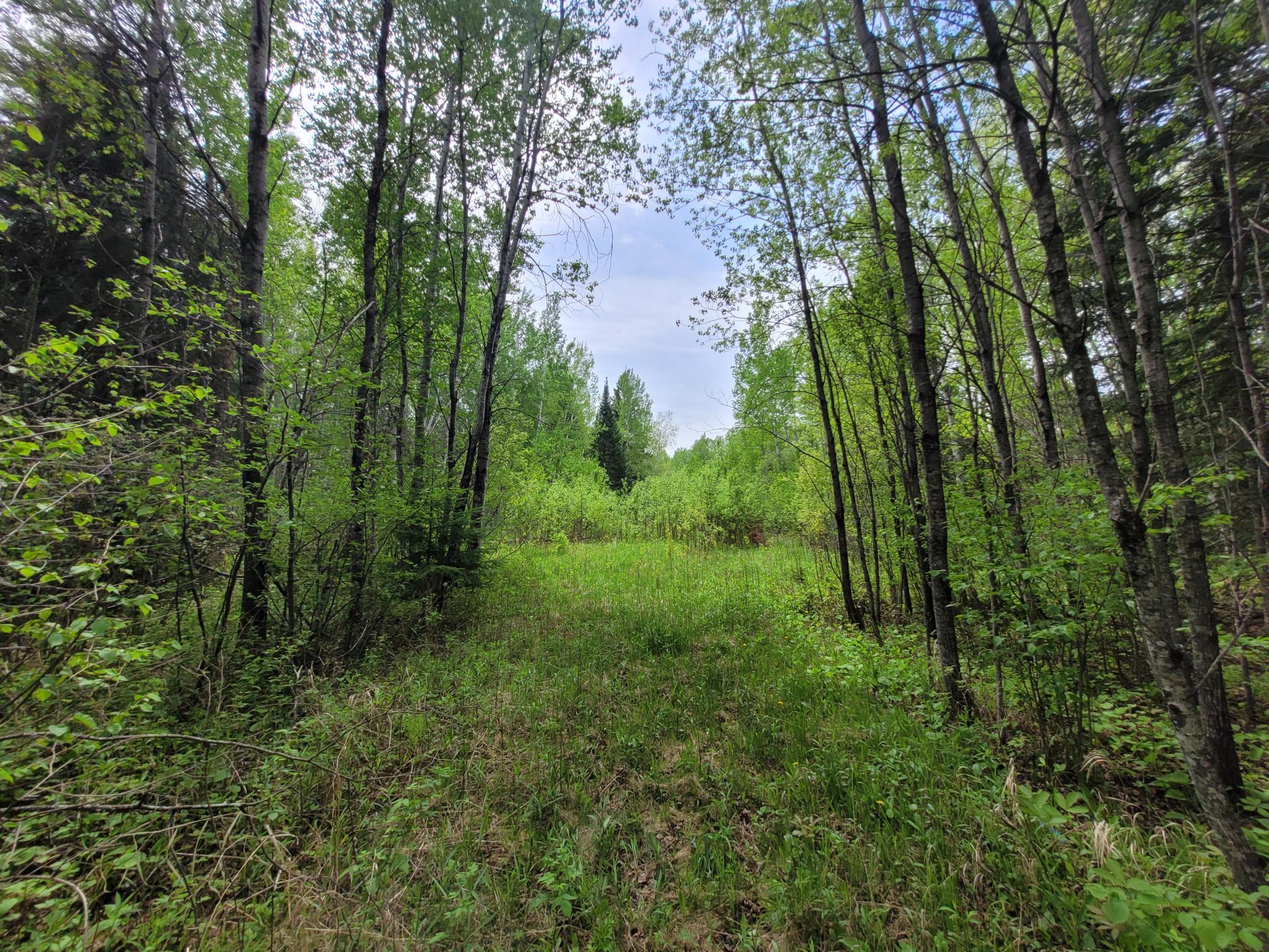68232 County Road 547 Cook, MN 55723 - Photo 3 of 16
