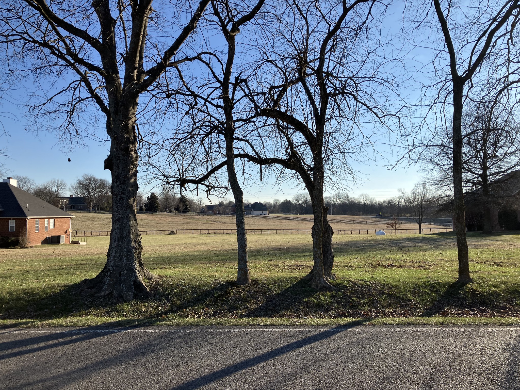a view of a yard with a tree