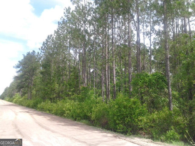0 Fred Carter Road Odum, GA 31563 - Photo 1 of 1 a view of a forest with trees