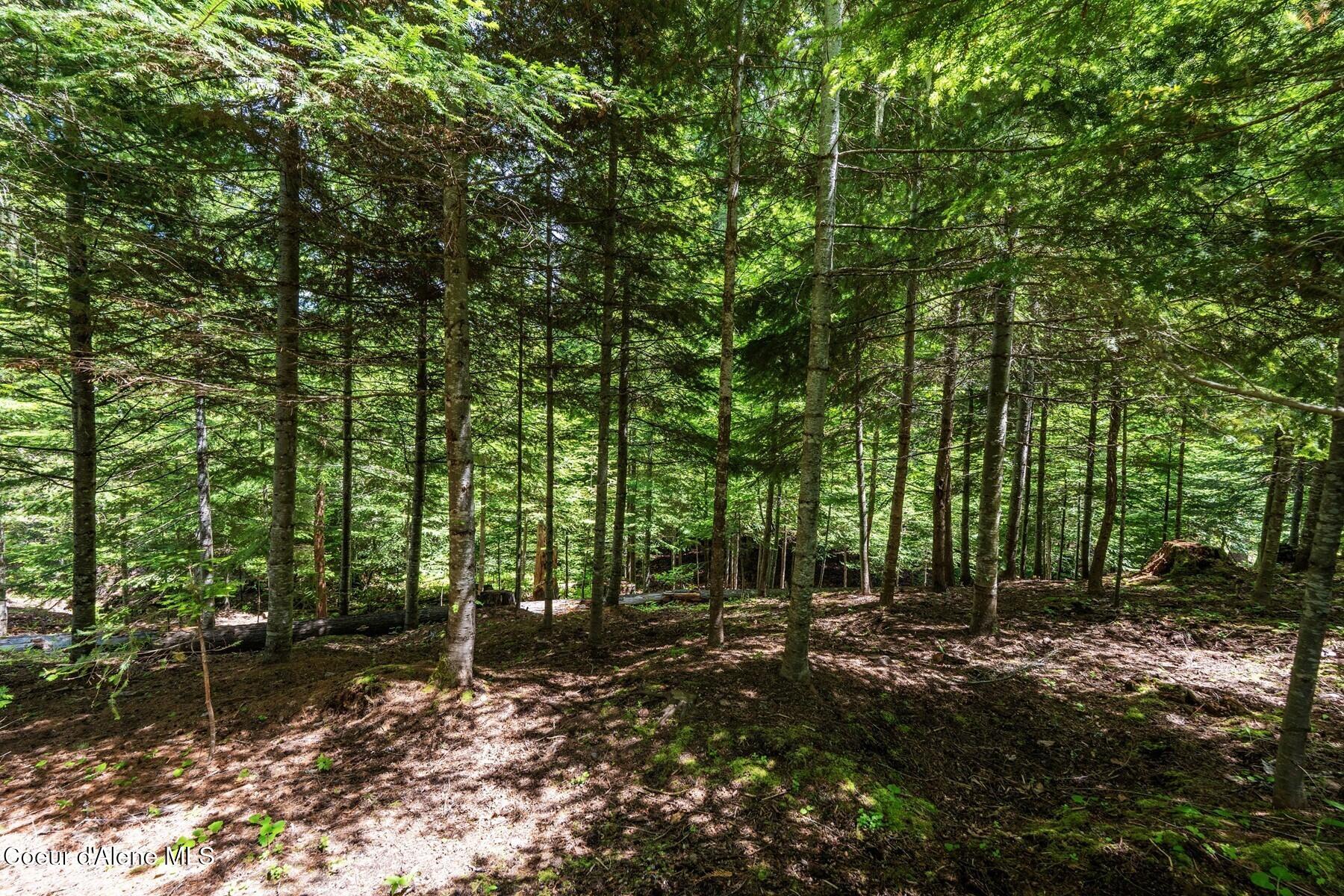 Lot 29 Bruin Road Nordman, ID 83848 - Photo 10 of 44 Lot Interior