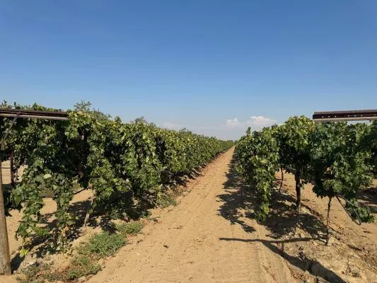 a view of a forest with a tree