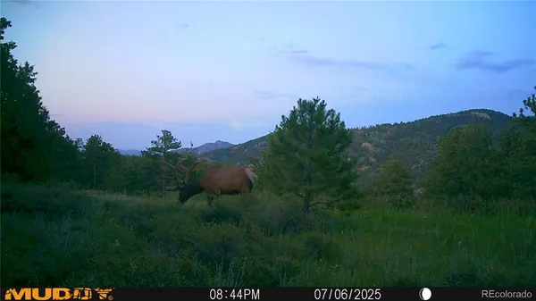 a view of a bunch of trees