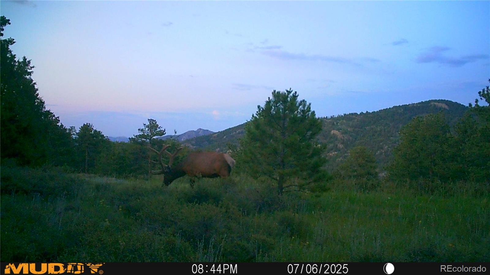 591599 Soul Shine Road Drake, CO 80515 - Photo 1 of 50 a view of a bunch of trees