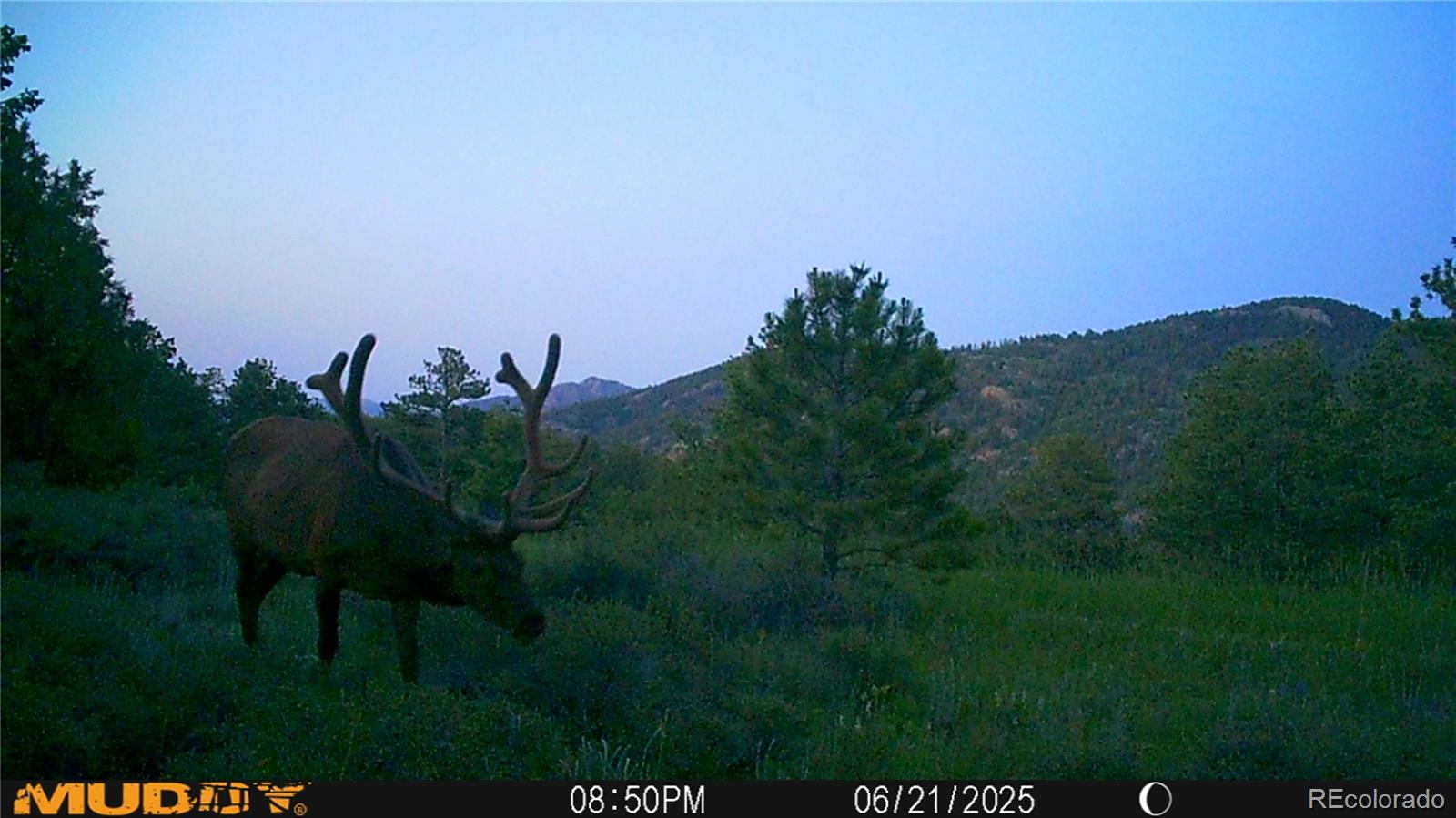 591599 Soul Shine Road Drake, CO 80515 - Photo 11 of 50 a view of a yard with a tree