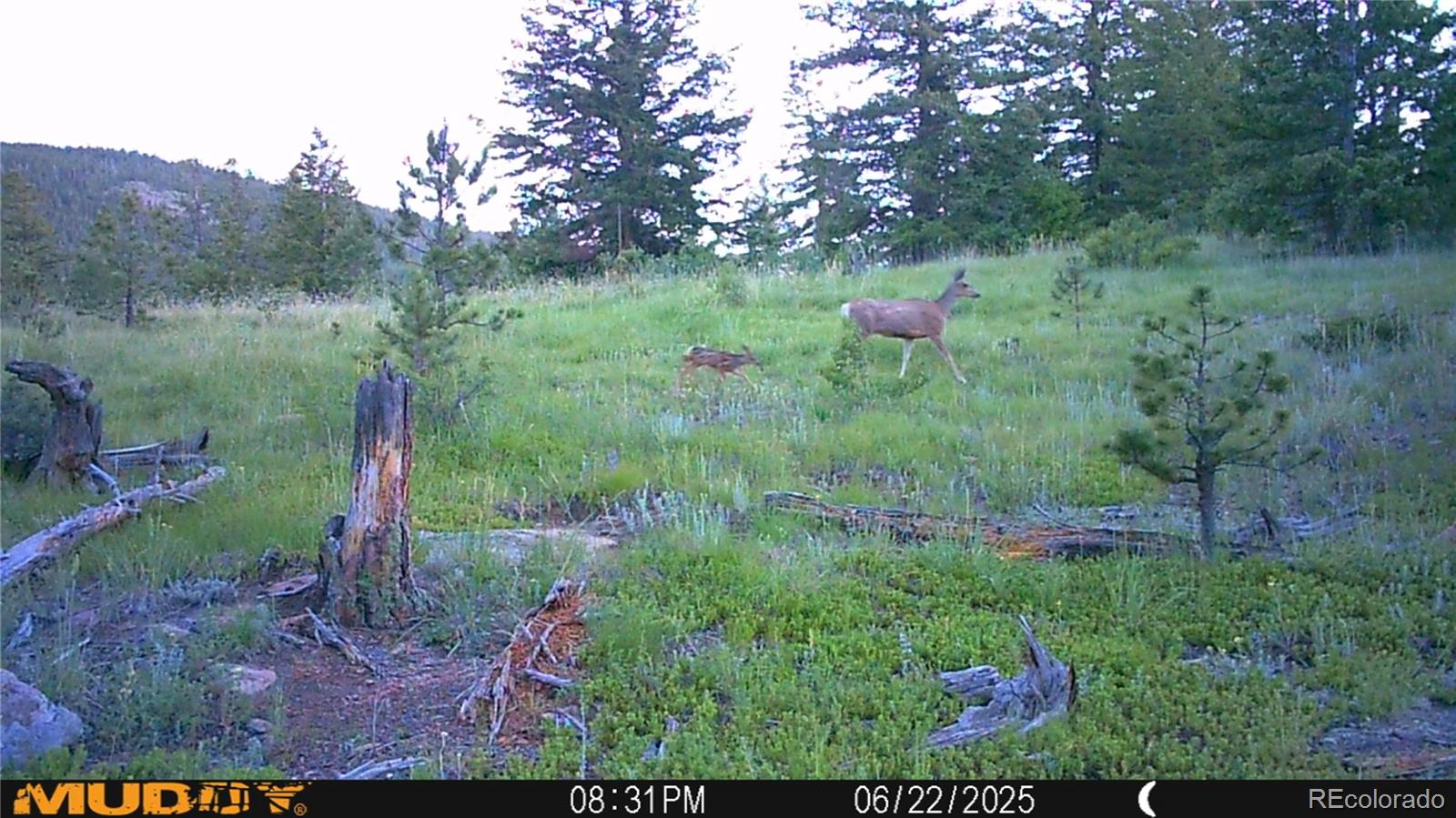 591599 Soul Shine Road Drake, CO 80515 - Photo 12 of 50 a view of a garden with a tree