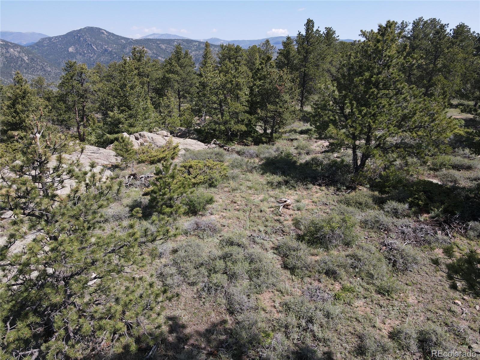 591599 Soul Shine Road Drake, CO 80515 - Photo 15 of 50 a view of a forest with a tree in the background